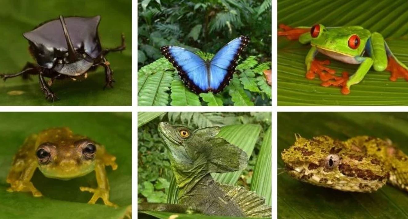 Dozens of "Extinct" Creatures Found Alive in "Lost City" Deep Within Rainforest