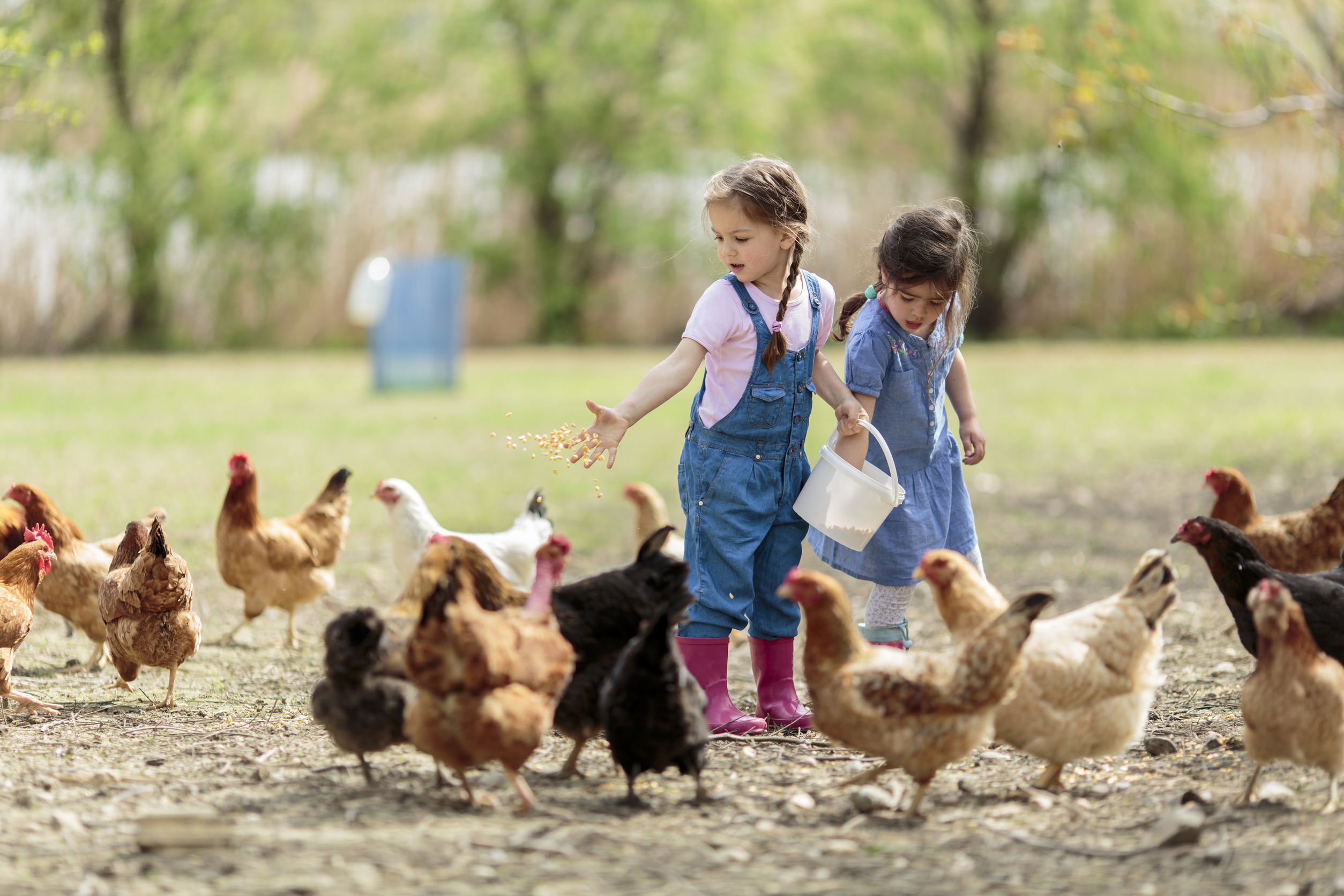Farm Life May Significantly Decrease Asthma and Allergies – Naturopathic Doctor News and Review