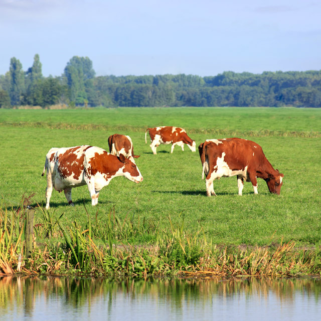 Is Meat Bad For the Environment? A Critical Review