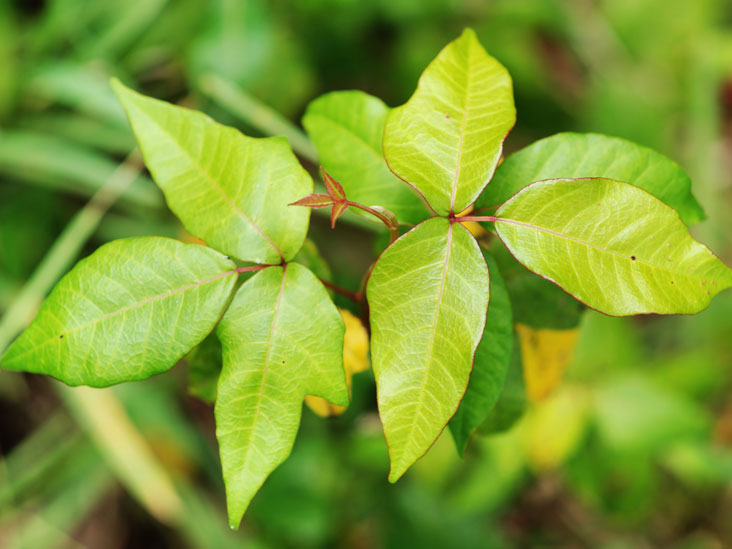 Rhus Tox - Homeopathic Medicine: Its Uses, Indications and Dosage