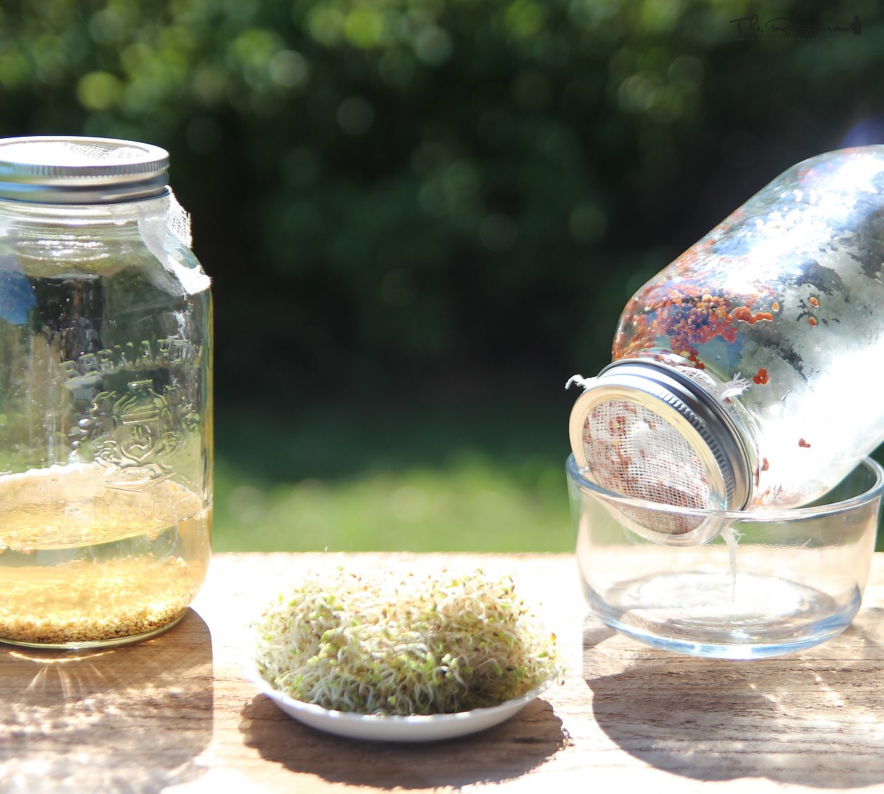 How To Make Sprouts in a Jar