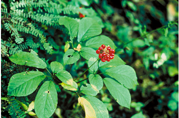 Ginseng: A Story of Greed