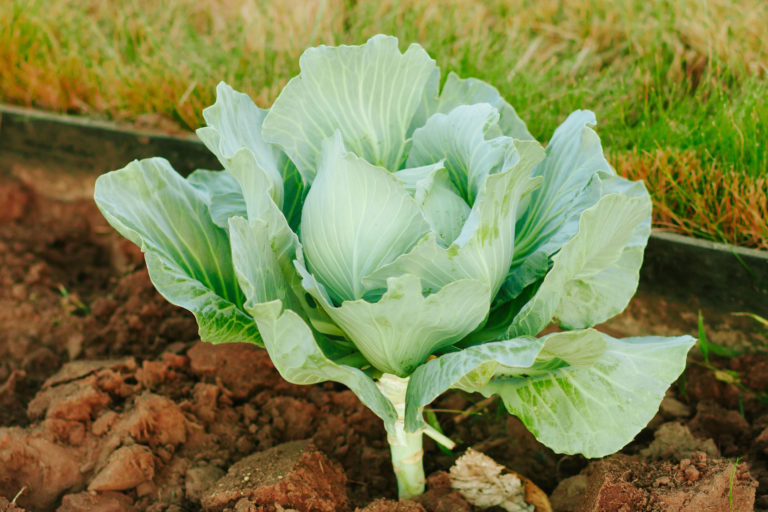 Microbiota Important for Plants to Get the Nutrients They Need, Too
