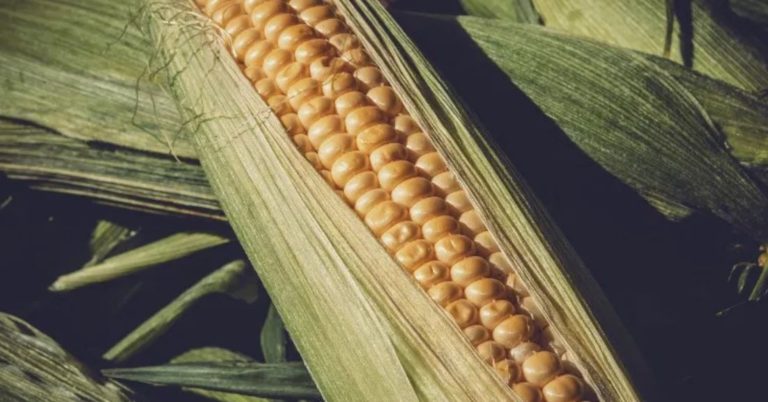A Comprehensive Guide to Genetically Modified Foods