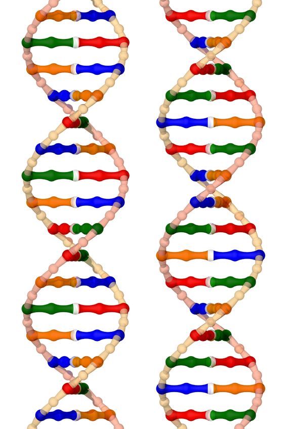 DNA Transcription Mechanism Elaborated Further – Biology Textbook Update