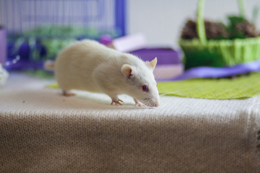Designer Cytokine Makes Paralyzed Mice Walk Again