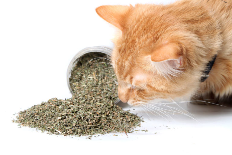 Catnip as a Bug Repellant